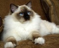 Ragdoll kittens for sale North Carollina